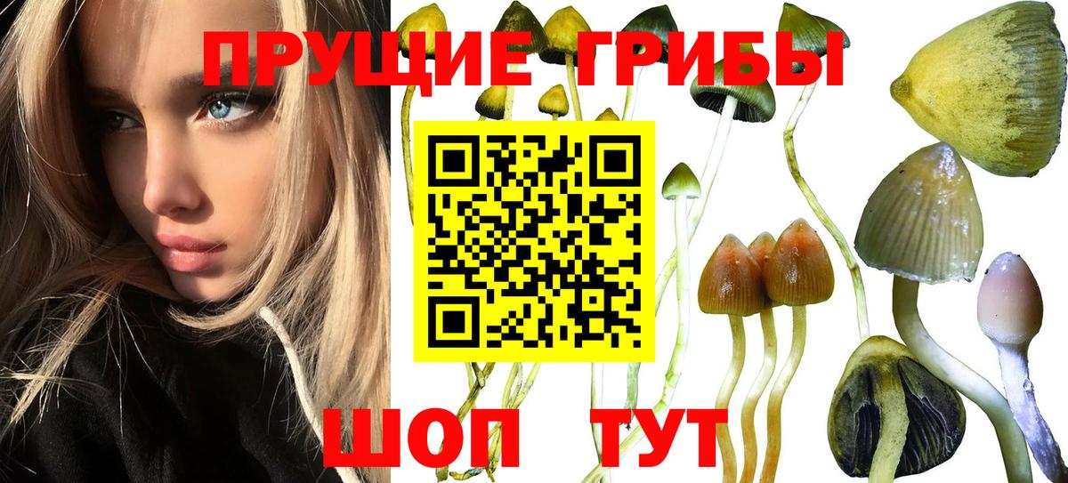 Псилоцибиновые грибы Psilocybe Кизляр
